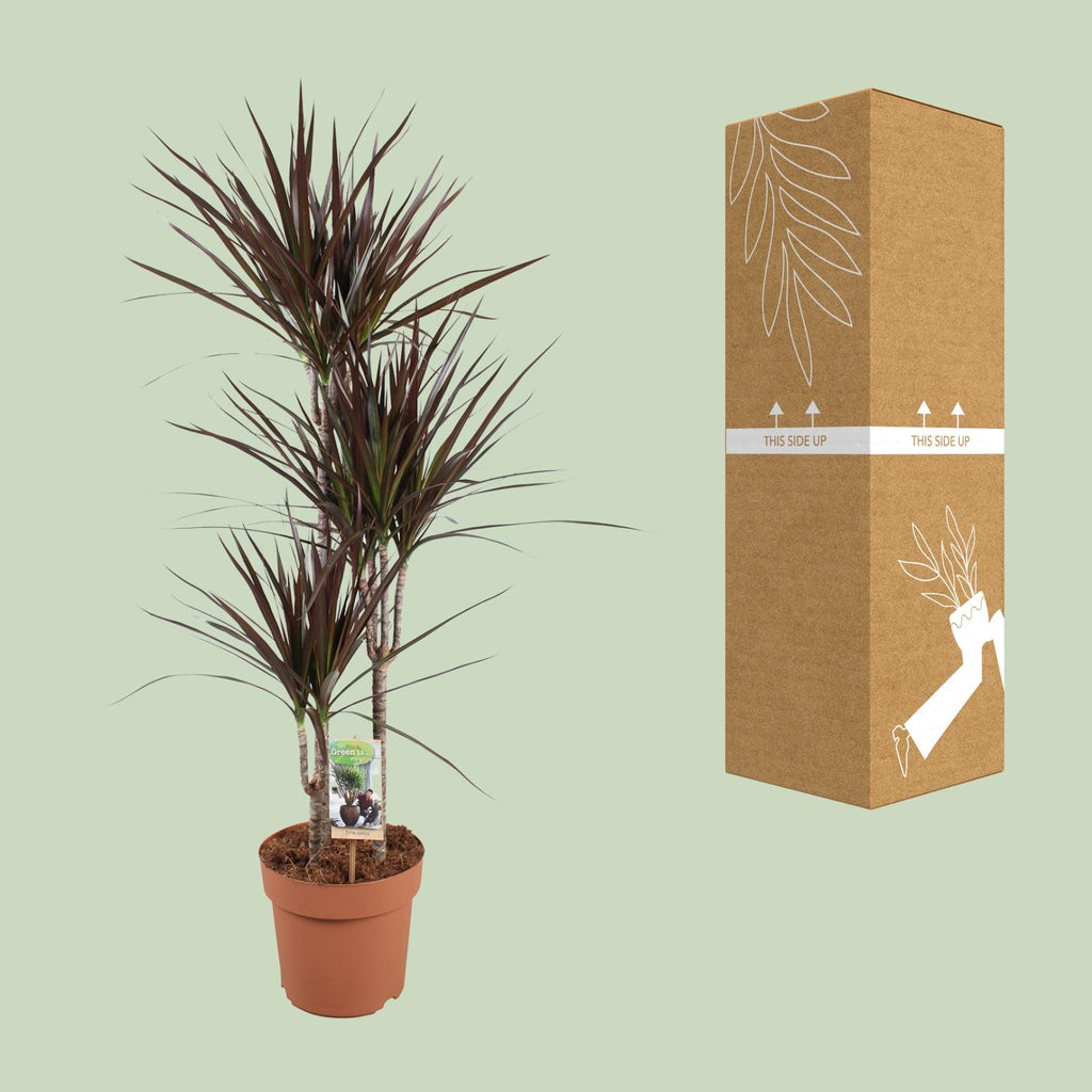 Dracaena Magenta (drakenboom) – Ø21 cm, 120 cm hoog