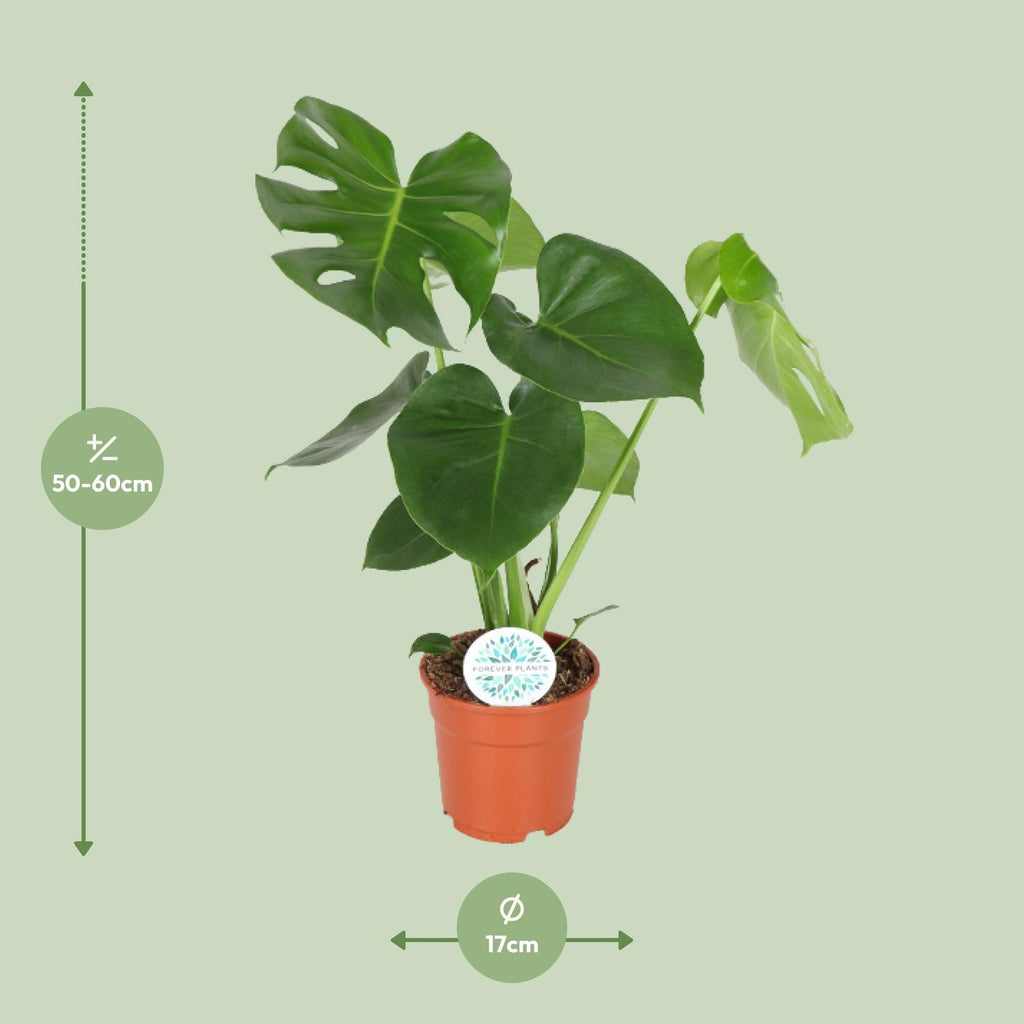 Monstera deliciosa (gatenplant) – Ø17 cm, 55 cm hoog – art. 2926