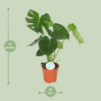 Monstera deliciosa (gatenplant) – Ø17 cm, 55 cm hoog – art. 2926