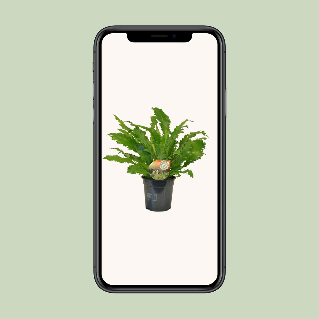Asplenium Campio (nidi-d’oiseau) – Ø17 cm, 50 cm de haut – photo 4