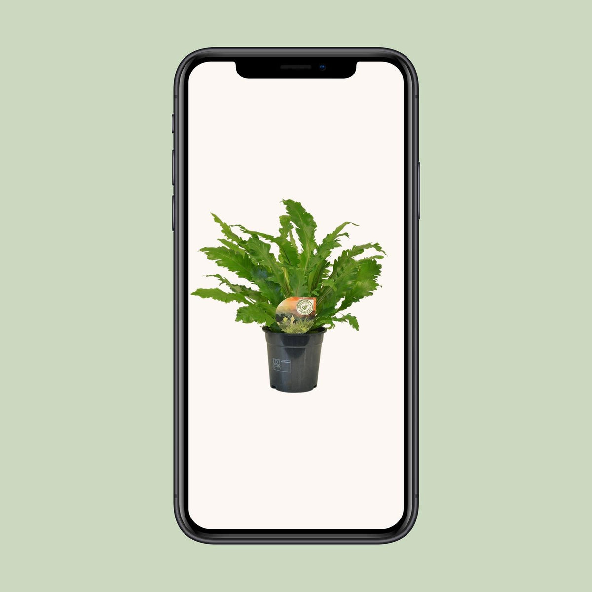 Asplenium Campio (vogelnestvaren) – Ø17 cm, 50 cm hoog