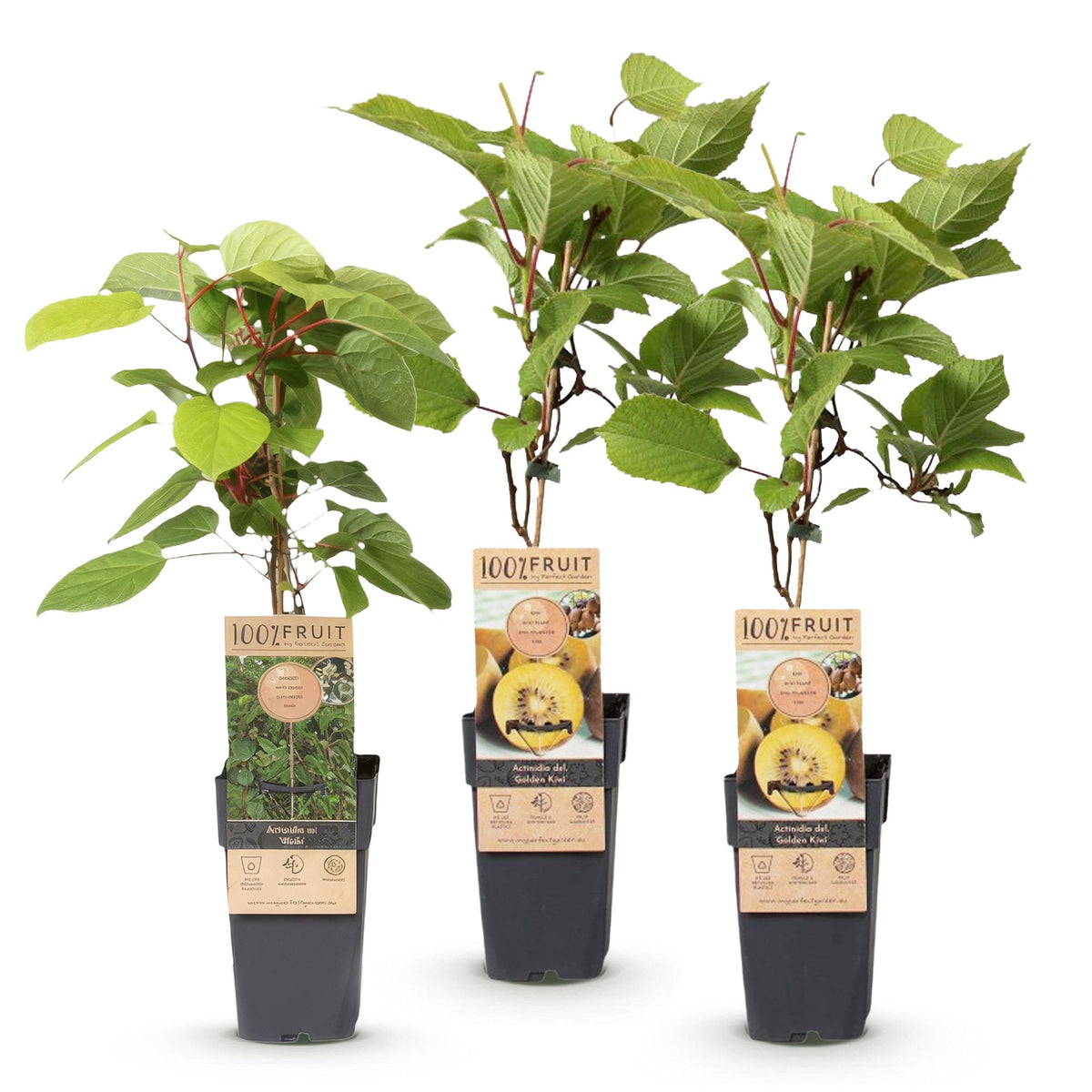 Actinidia 'Weiki & Golden Kiwi' (kiwiplant) (1 mannelijke + 2 vrouwelijke) – geel – 3 planten, Ø15 cm, 50 cm hoog