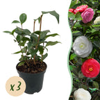 Camellia japonica 'Tricolour' (camellia) – pink-white-red – 3 plants, Ø15 cm, 30 cm high