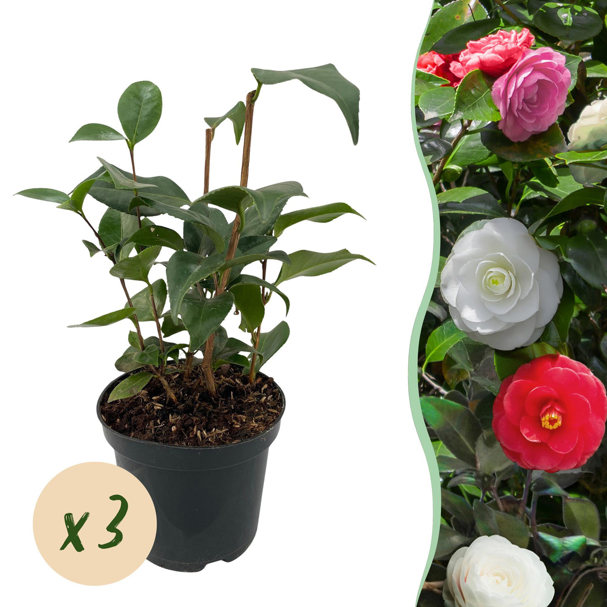 Camellia japonica 'Tricolour' (camelia) – roze-wit-rood – 3 planten, Ø15 cm, 30 cm hoog