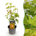 Acer palmatum 'Orange Dream' (érable du Japon) – orange – Ø12 cm, 35 cm de haut