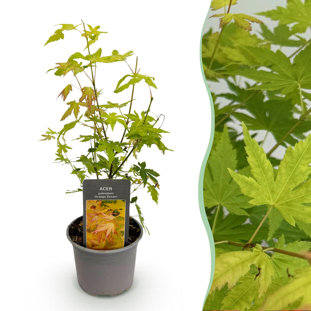Acer palmatum 'Orange Dream' (Japanse esdoorn) – oranje – Ø12 cm, 35 cm hoog