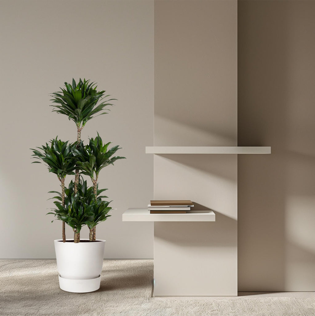 Dracaena Compacta Carrousel (drakenboom) – Ø31 cm, 130 cm hoog