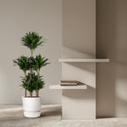 Dracaena Compacta Carrousel (drakenboom) – Ø31 cm, 130 cm hoog