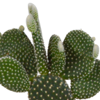 Kaktusmix (Cactaceae) i hvid potte – Ø11 cm, 23 cm høj