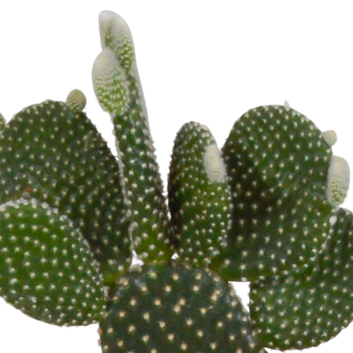 Kaktusmix (Cactaceae) i hvid potte – Ø11 cm, 23 cm høj