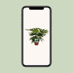 Fatsia Japonica Variegata (plante à doigts) – Ø19 cm, 60 cm de haut