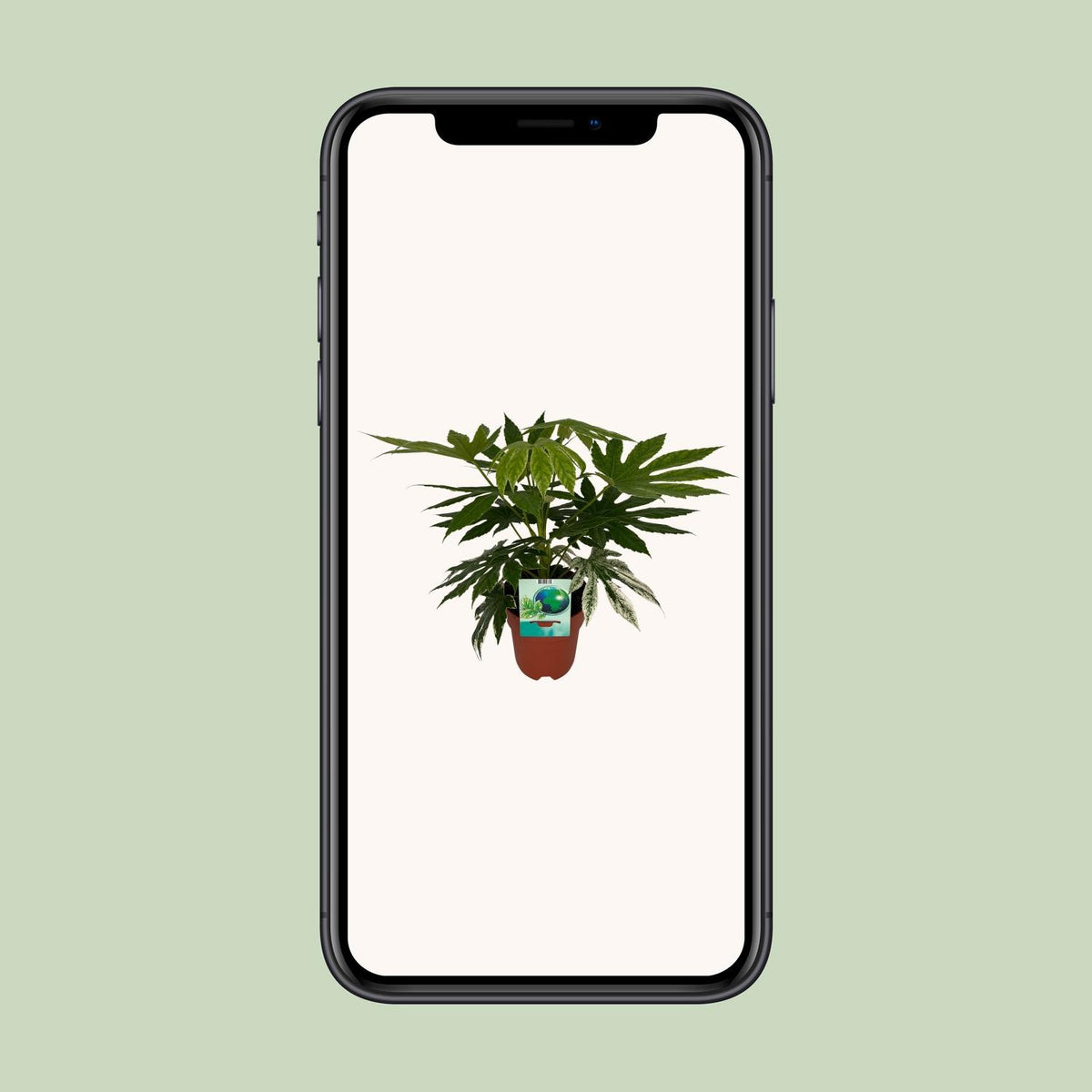 Fatsia Japonica Variegata (vingerplant) – Ø19 cm, 60 cm hoog