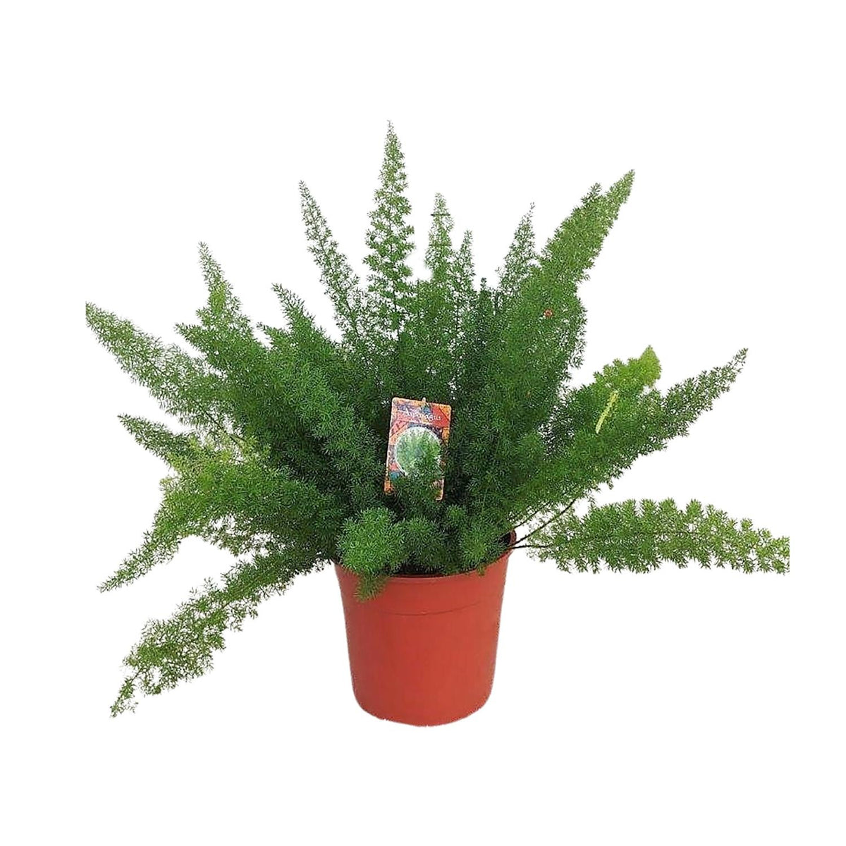 Asparagus D. Meyers (Schwertfarn) – Ø 27 cm, 60 cm hoch – Bild 2