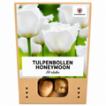 Tulp 'Honeymoon' – 20 bloembollen (bolmaat 11/12)