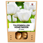 Tulp 'Honeymoon' – 20 bloembollen (bolmaat 11/12)