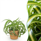 Chlorophytum comosum Bonnie (plante-araignée) avec panier – Ø12 cm, 20 cm de haut