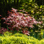 Acer palmatum 'Atropurpureum' (Érable du Japon) – pourpre – Ø26 cm, 90 cm de haut