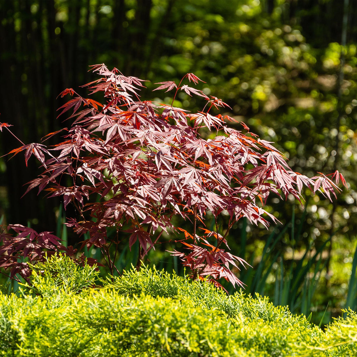 Acer palmatum 'Atropurpureum' (Érable du Japon) – pourpre – Ø26 cm, 90 cm de haut – photo 5