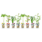 Himbeere (Rubus idaeus) – 8 Pflanzen, Ø9 cm, 35 cm hoch