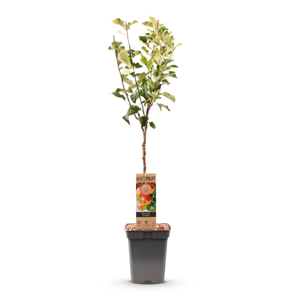 Malus domestica 'Jonagold' (Apfelbaum) – Ø 21 cm, 90 cm hoch – Bild 2