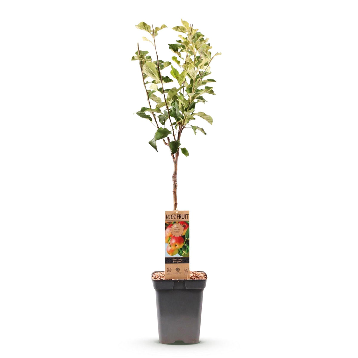 Malus domestica 'Jonagold' (Apfelbaum) – Ø 21 cm, 90 cm hoch – Bild 2
