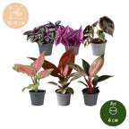 6× jeunes plants Paradise Mix – Ø6 cm, 10–15 cm de haut