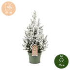 Picea glauca Conica (grantræ) – Ø19 cm, 65 cm høj – hvid