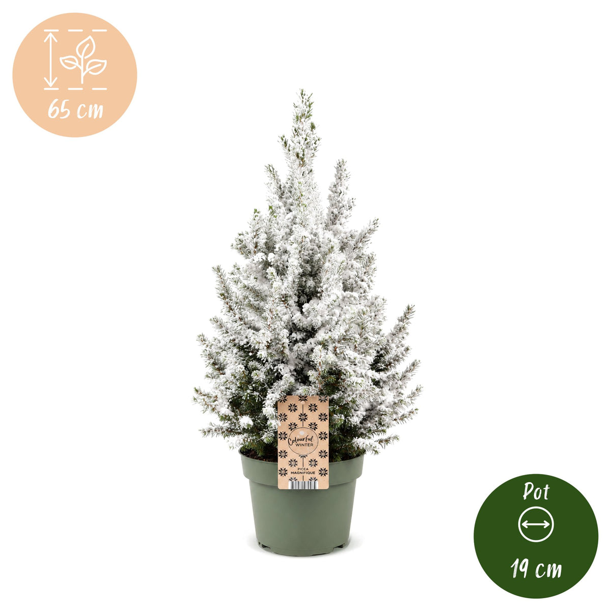 Picea glauca Conica (grantræ) – Ø19 cm, 65 cm høj – hvid