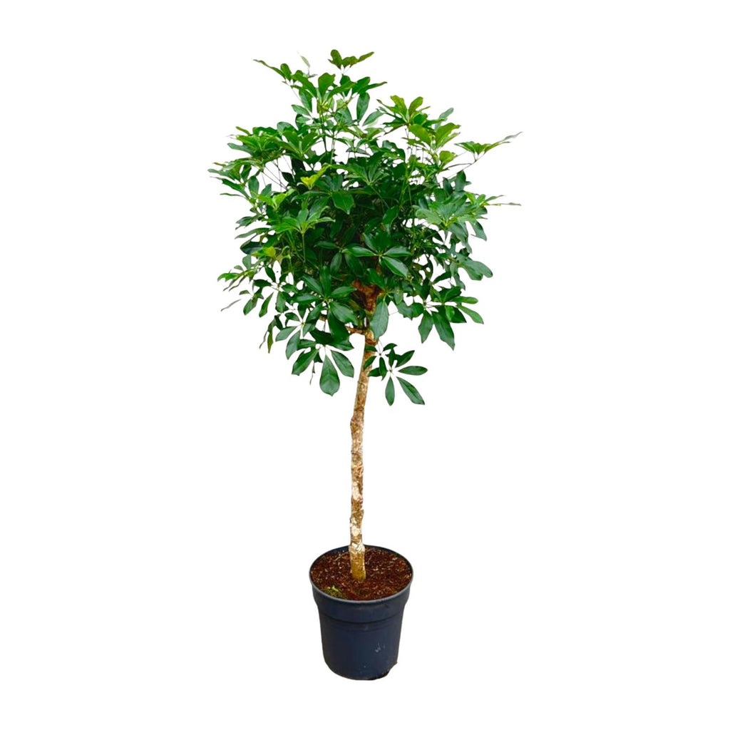 Schefflera sur tige (arbre à doigts) – Ø30 cm, 170 cm de haut