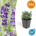 Lavandula 'Hidcote' (lavande) – 24 plants, Ø9 cm, 10–25 cm de haut
