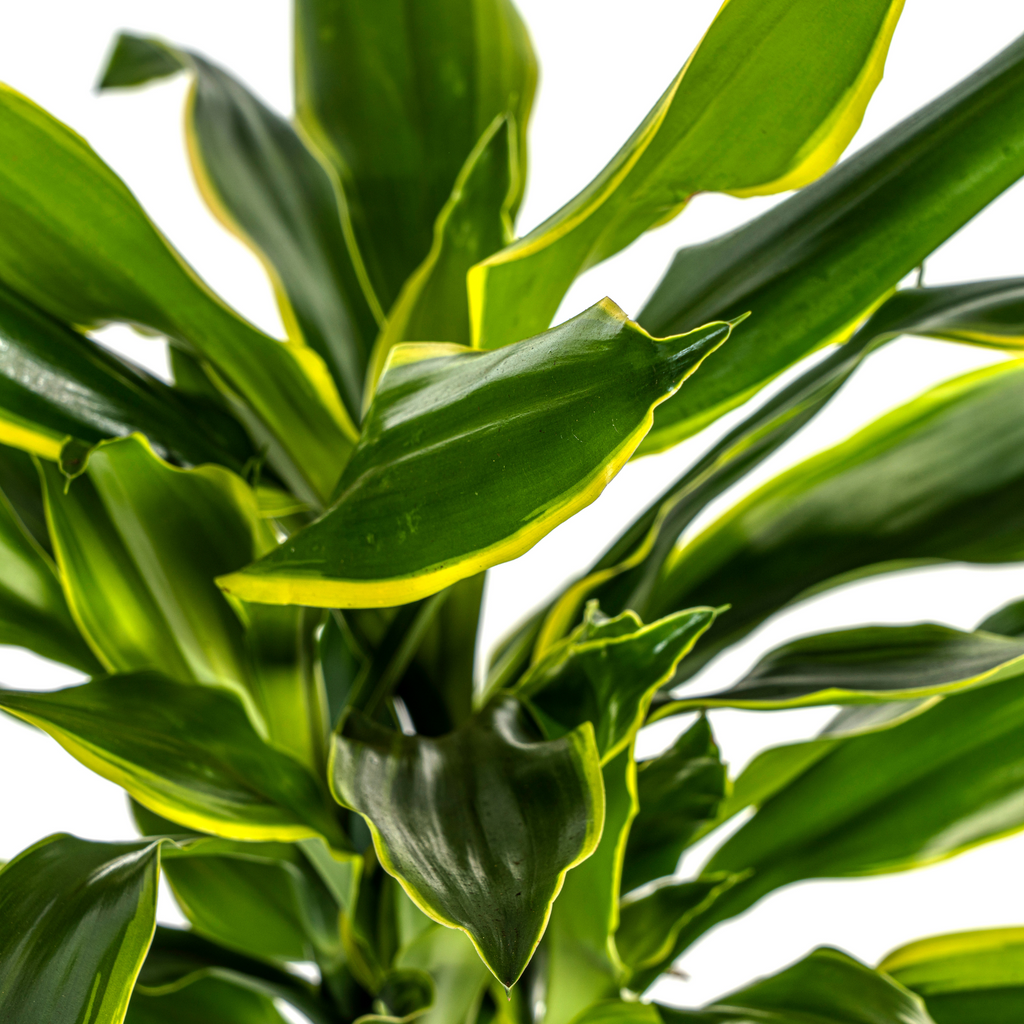 Dracaena fragrans Golden Coast (drakenboom) – Ø21 cm, 90–110 cm hoog
