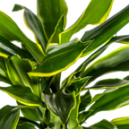 Dracaena fragrans Golden Coast (drakenboom) – Ø21 cm, 90–110 cm hoog
