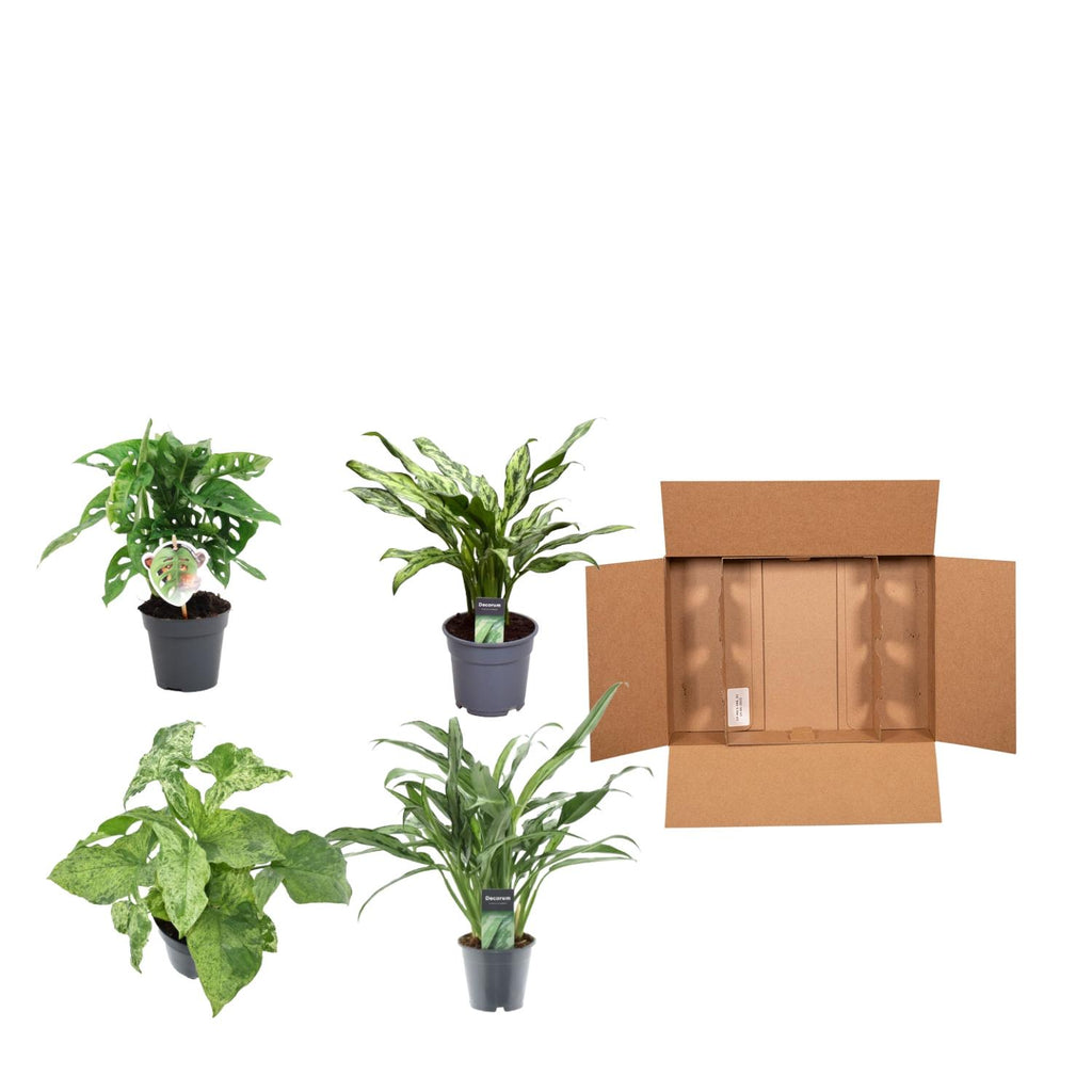 4× Monstera obliqua 'Monkey Leaf' (gatenplant) – Ø12 cm, 25 cm hoog