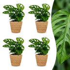 4× Monstera adansonii (mini-monstera) met mand – Ø12 cm, 25 cm hoog