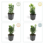 Euonymus japonica 'Green Spire' (Japanese spirea) – 12 plants, Ø9 cm, 10–25 cm high