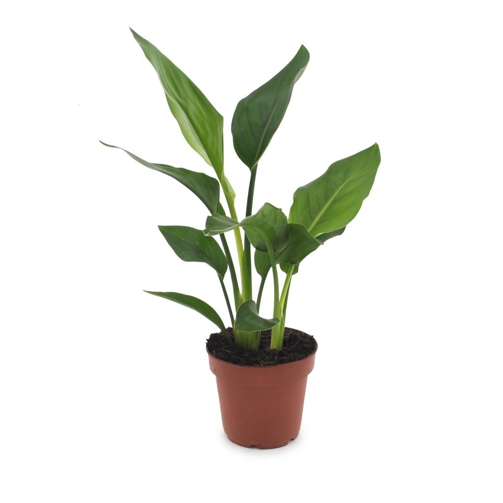 Strelitzia reginae (oiseau de paradis) – Ø12 cm, 35 cm de haut