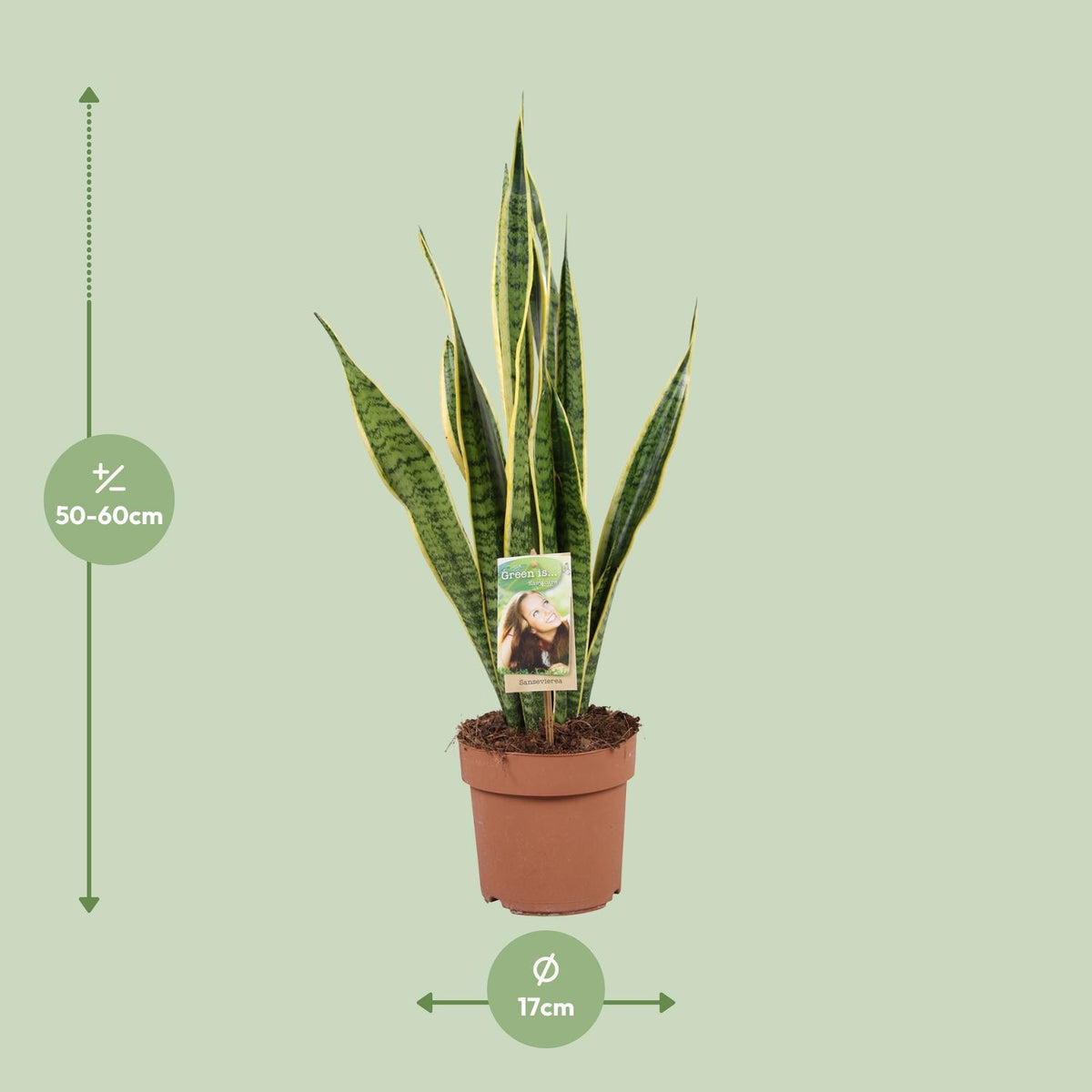Sansevieria trifasciata Laurentii (Bogenhanf) – Ø 17 cm, 60 cm hoch – Art. 9697