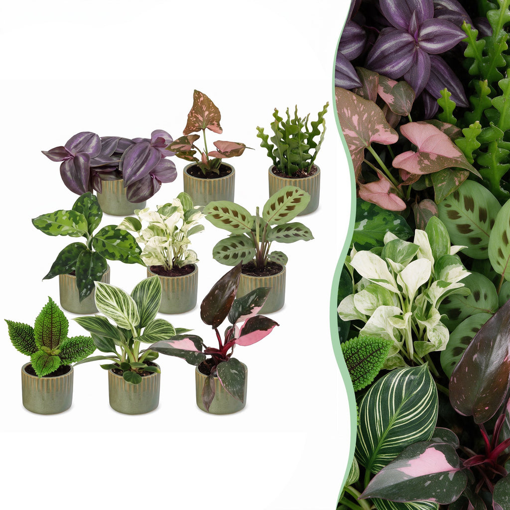 9× Coffret surprise de plantes d’intérieur incl. Linnea Olive – Ø6 cm, 5–15 cm de haut