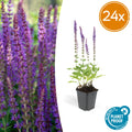Salvia nemorosa 'Ostfriesland' (Salbei) – 24 Pflanzen, Ø 9 cm, 10–25 cm hoch