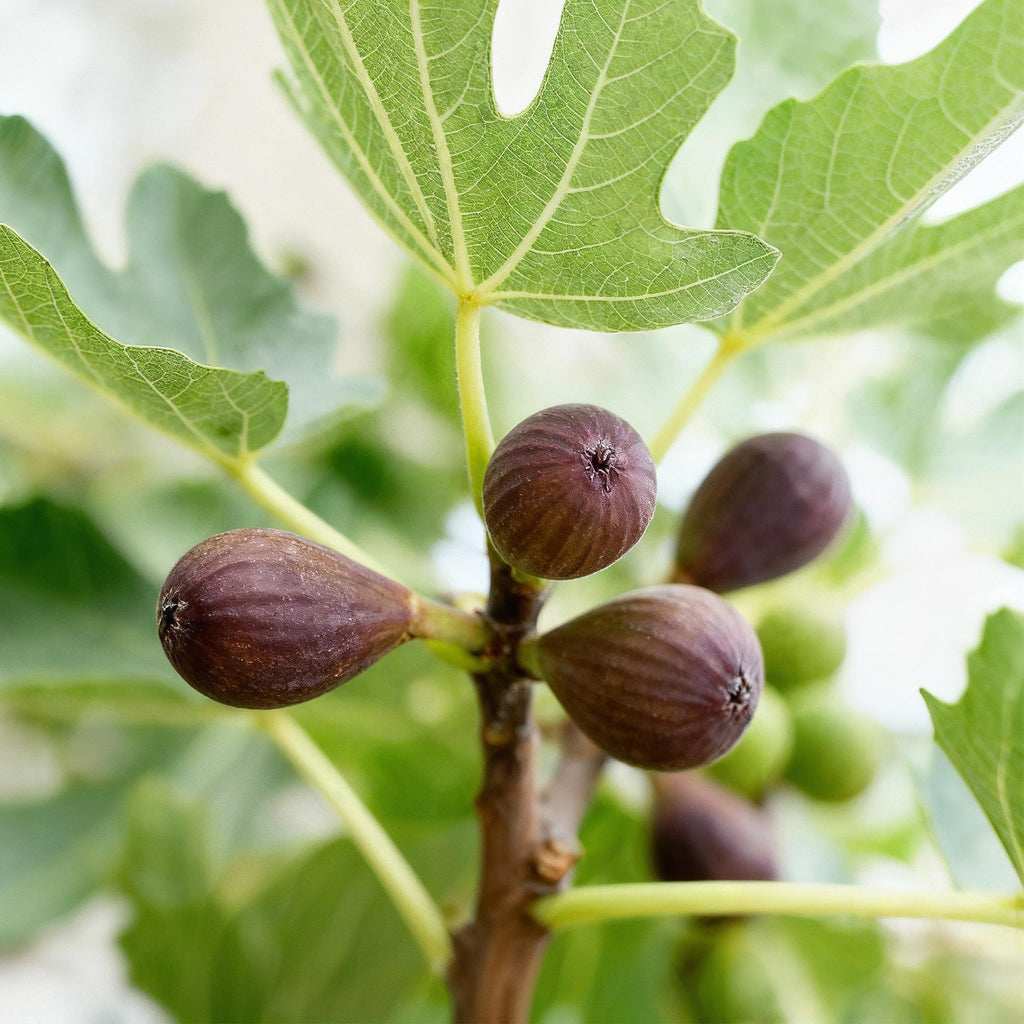 Ficus caria 'Little Miss Figgy' (fig tree) – 2 plants, Ø15 cm, 50 cm high – photo 6
