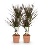 2× Dracaena Magenta (drakenboom) – Ø17 cm, 70–80 cm hoog