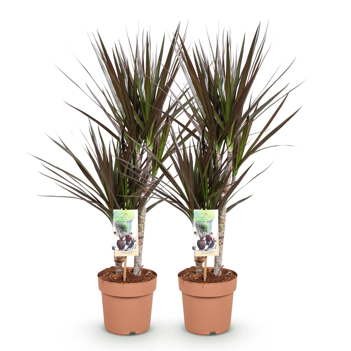 2× Dracaena Magenta (drakenboom) – Ø17 cm, 70–80 cm hoog