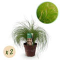 Stipa tenuifolia 'Pony Tails' (Federgras) – 2 Pflanzen, Ø 17 cm, 50 cm hoch