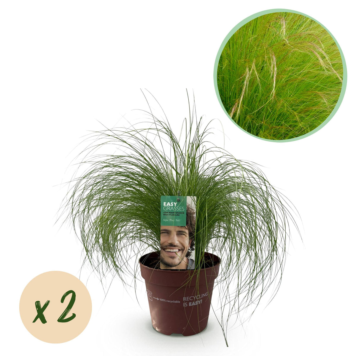 Stipa tenuifolia 'Pony Tails' (Federgras) – 2 Pflanzen, Ø 17 cm, 50 cm hoch