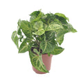 Syngonium Arrow – Ø12 cm, 25 cm hoog