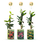 Lonicera 'Tricolour' (trefärgad kaprifol) – röd-lila-orange-gul – 6 plantor, Ø 9 cm, 35 cm hög