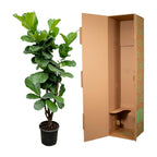 Ficus lyrata ramifié (ficus lyre) – Ø27 cm, 120 cm de haut