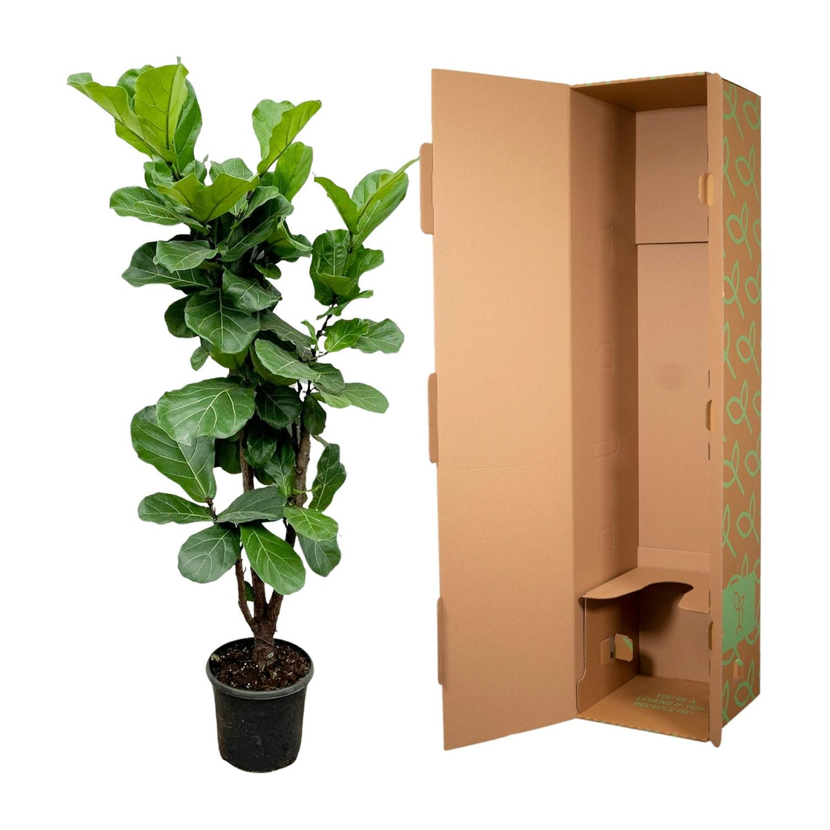 Verzweigter Ficus lyrata (Geigenfeigen) – Ø 27 cm, 120 cm hoch