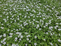 Isotoma fluviatilis 'Alba-' (blaue Teppichpflanze) – 6 Pflanzen, Ø9 cm, 10–25 cm hoch