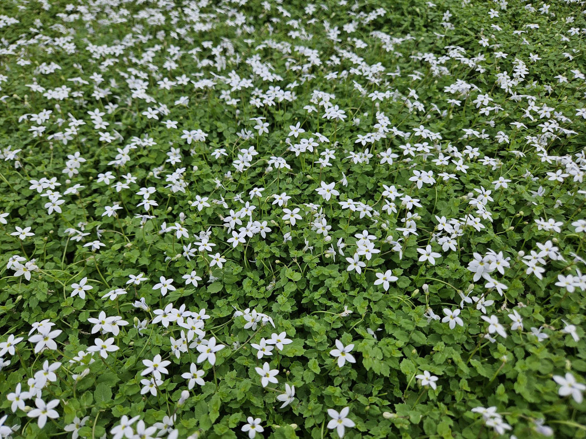 Isotoma fluviatilis 'Alba-' (blaue Teppichpflanze) – 6 Pflanzen, Ø9 cm, 10–25 cm hoch